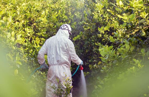 除草は雑草を除去するだけでなく生えにくくもします | 伐採など庭の手入れ全般に強い大阪のカネゼン